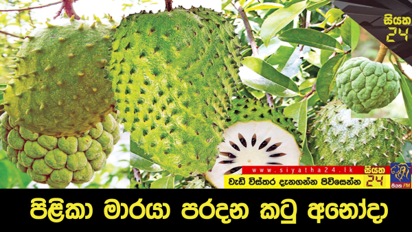 පිළිකා මාරයා පරදවන කටු අනෝදා