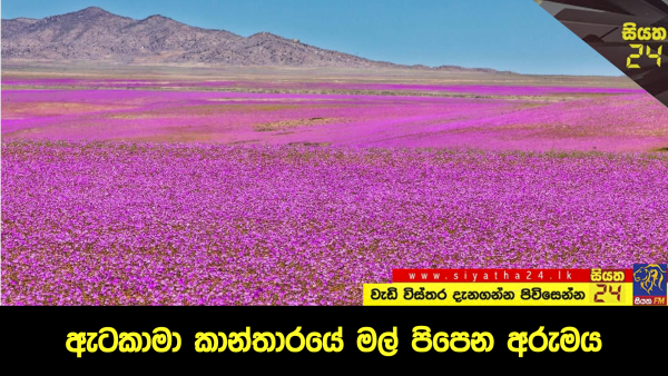 ඇටකාමා කාන්තාරයේ මල් පිපෙන අරුමය