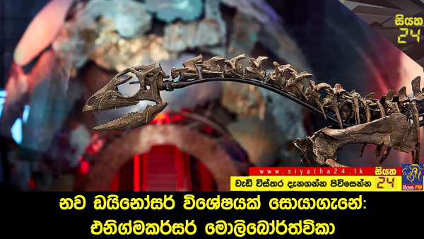 සුනඛයින්ට සමාන ඩයිනෝසර් විශේෂයක් සොයාගැනේ. එනිග්මකර්සර් මොලිබෝර්ත්විකා