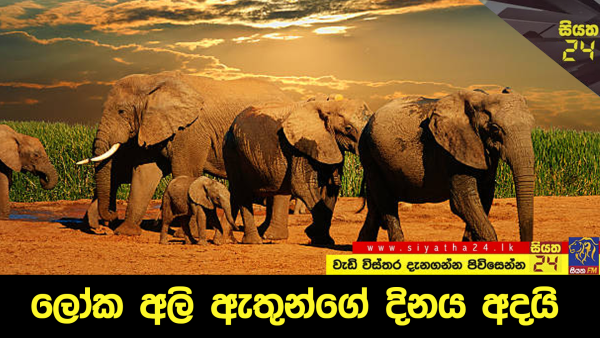 ලෝක අලි ඇතුන්ගේ දිනය අදයි